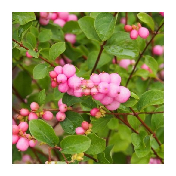 Hóbogyó, Rózsaszín hóbogyó