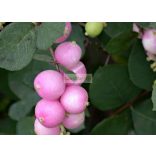 Hóbogyó, Rózsaszín hóbogyó