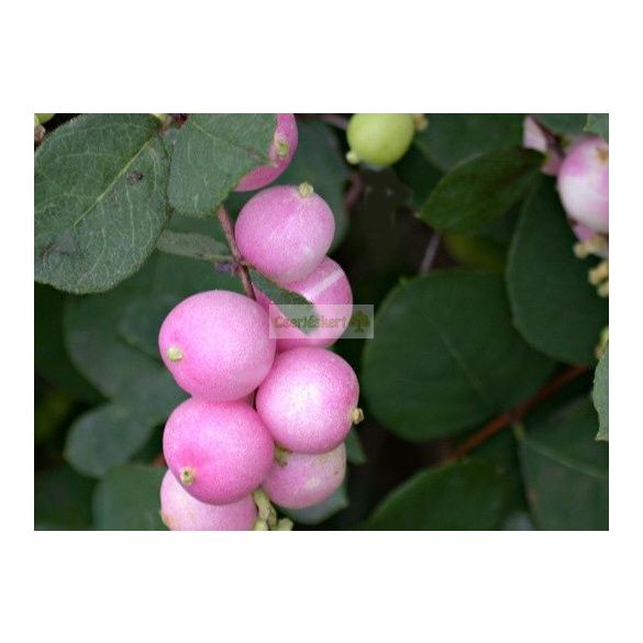 Hóbogyó, Rózsaszín hóbogyó