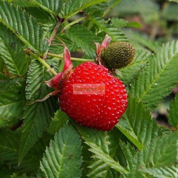 Szamócamálna, japán szamócamálna