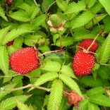 Szamócamálna, japán szamócamálna