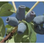 Mézbogyó, Kamcsatkai mézbogyó 'Atut'