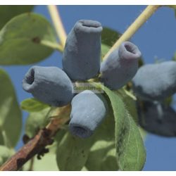 Mézbogyó, Kamcsatkai mézbogyó 'Atut'