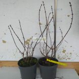 Mézbogyó, Kamcsatkai mézbogyó 'Atut'