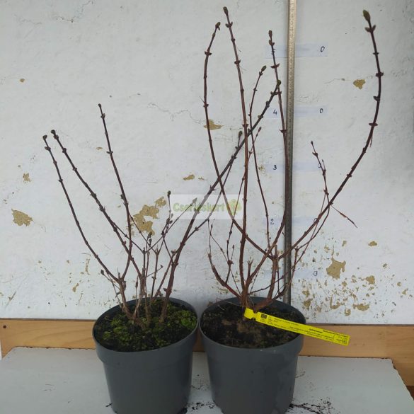 Mézbogyó, Kamcsatkai mézbogyó 'Atut'