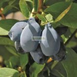 Mézbogyó, Kamcsatkai mézbogyó 'Blue Pagoda'