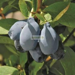 Mézbogyó, Kamcsatkai mézbogyó 'Blue Pagoda'