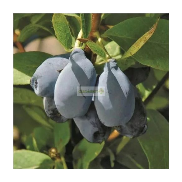 Mézbogyó, Kamcsatkai mézbogyó 'Blue Pagoda'