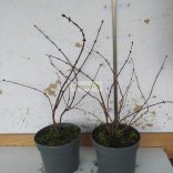 Mézbogyó, Kamcsatkai mézbogyó 'Blue Pagoda'