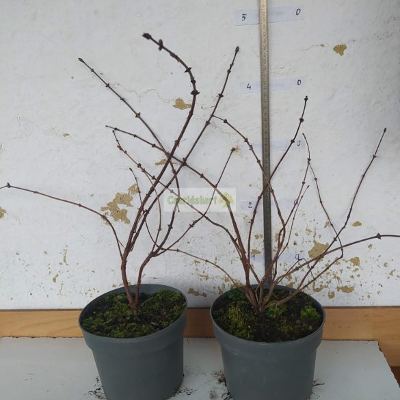 Mézbogyó, Kamcsatkai mézbogyó 'Blue Pagoda'