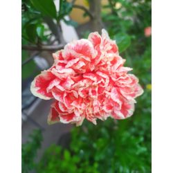 Gránátalma, cirmos teltvirágú díszgránátalma 