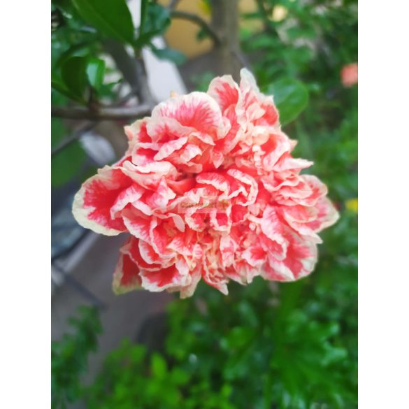 Gránátalma, cirmos teltvirágú díszgránátalma 