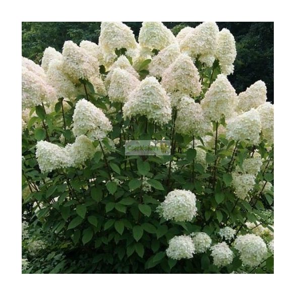 Hortenzia, Bugás hortenzia 'Phantom'