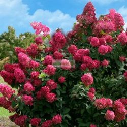 Hortenzia, Bugás hortenzia 'Wim's Red'