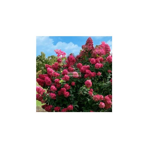 Hortenzia, Bugás hortenzia 'Wim's Red'