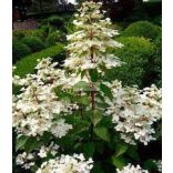 Hortenzia, Bugás hortenzia 'Wim's Red'