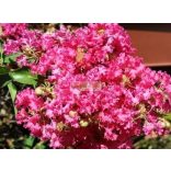 Kínai selyemmirtusz 'Coral Fillii'