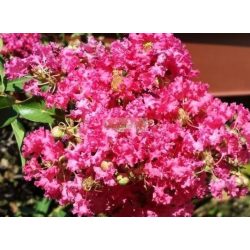 Kínai selyemmirtusz 'Coral Fillii'