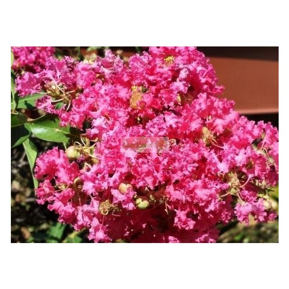 Kínai selyemmirtusz 'Coral Fillii'