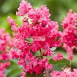 Kínai selyemmirtusz 'Coral Fillii'