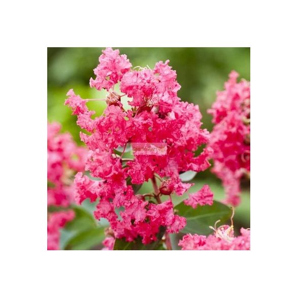 Kínai selyemmirtusz 'Coral Fillii'