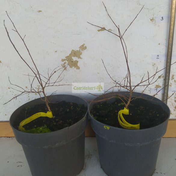 Kínai selyemmirtusz 'Coral Fillii'