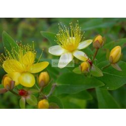 Orbáncfű, Bogyós orbáncfű