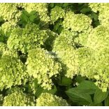 Hortenzia, Bugás hortenzia 