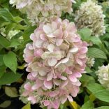 Hortenzia, Bugás hortenzia 