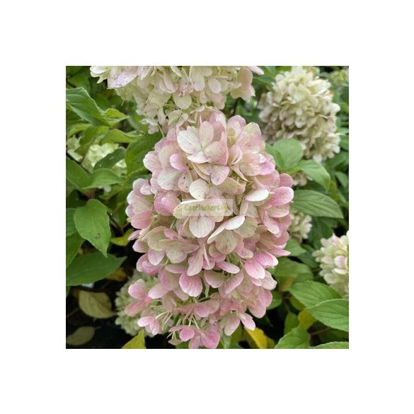 Hortenzia, Bugás hortenzia 