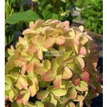 Hortenzia, Bugás hortenzia 