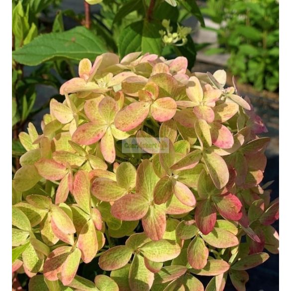 Hortenzia, Bugás hortenzia 