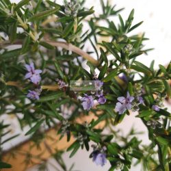 Rozmaring, kúszó / csüngő rozmaring