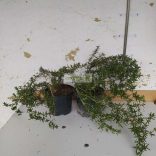 Rozmaring, kúszó / csüngő rozmaring