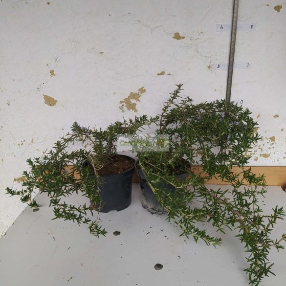 Rozmaring, kúszó / csüngő rozmaring