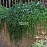 Rozmaring, kúszó / csüngő rozmaring