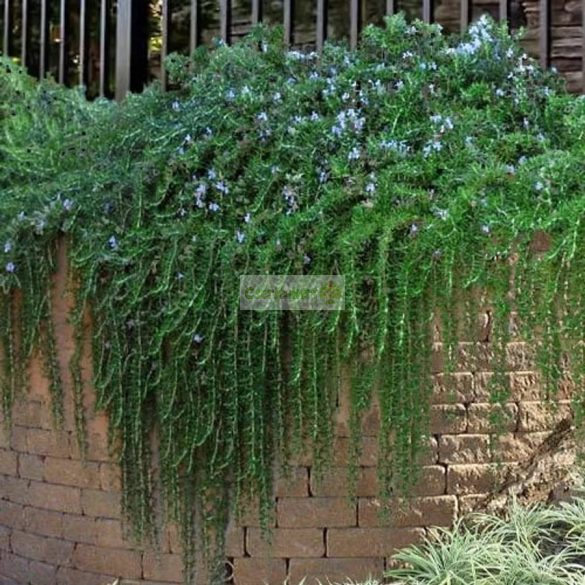 Rozmaring, kúszó / csüngő rozmaring