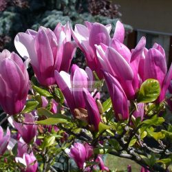 Magnolia, Liliomfa 'Susan'