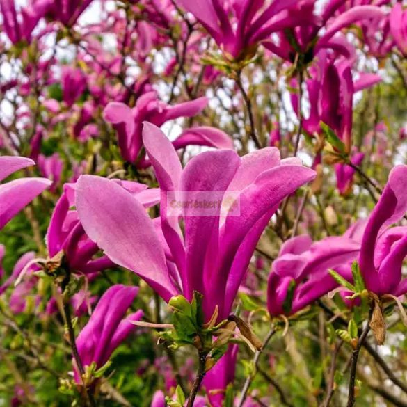 Magnolia, Liliomfa 'Susan'
