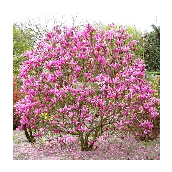 Magnolia, Liliomfa 'Susan'