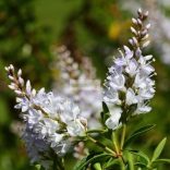 Veronikacserje 'Champagne'