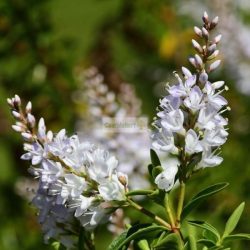 Veronikacserje 'Champagne'