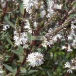 Veronikacserje 'Champagne'