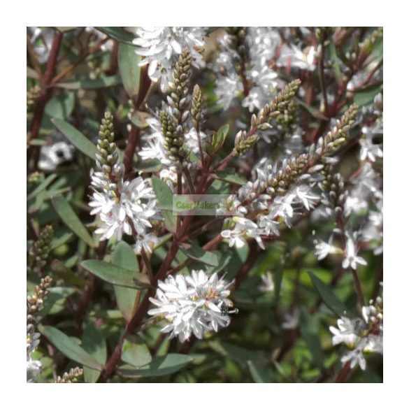 Veronikacserje 'Champagne'