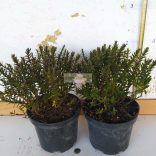 Veronikacserje 'Champagne'