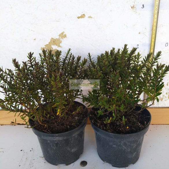 Veronikacserje 'Champagne'