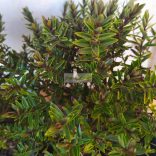 Veronikacserje 'Champagne'