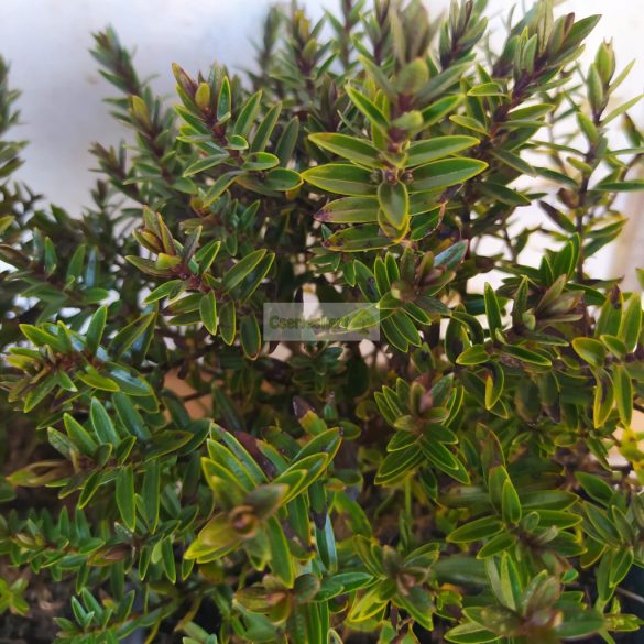 Veronikacserje 'Champagne'