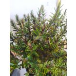 Veronikacserje 'Champagne'