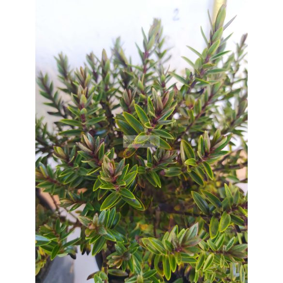 Veronikacserje 'Champagne'